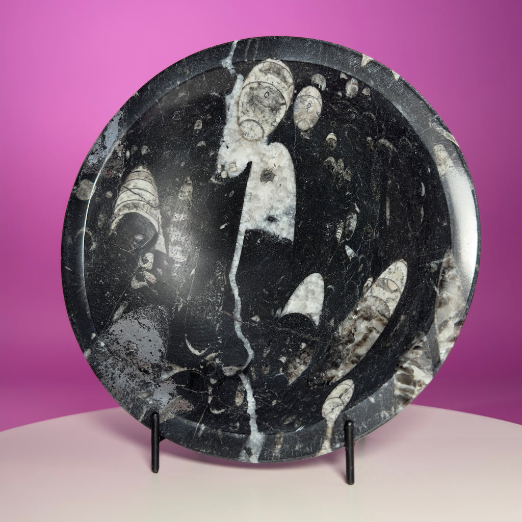 Orthoceras Fossil Bowl Black Limestone Decorative Dish with Stand 748g