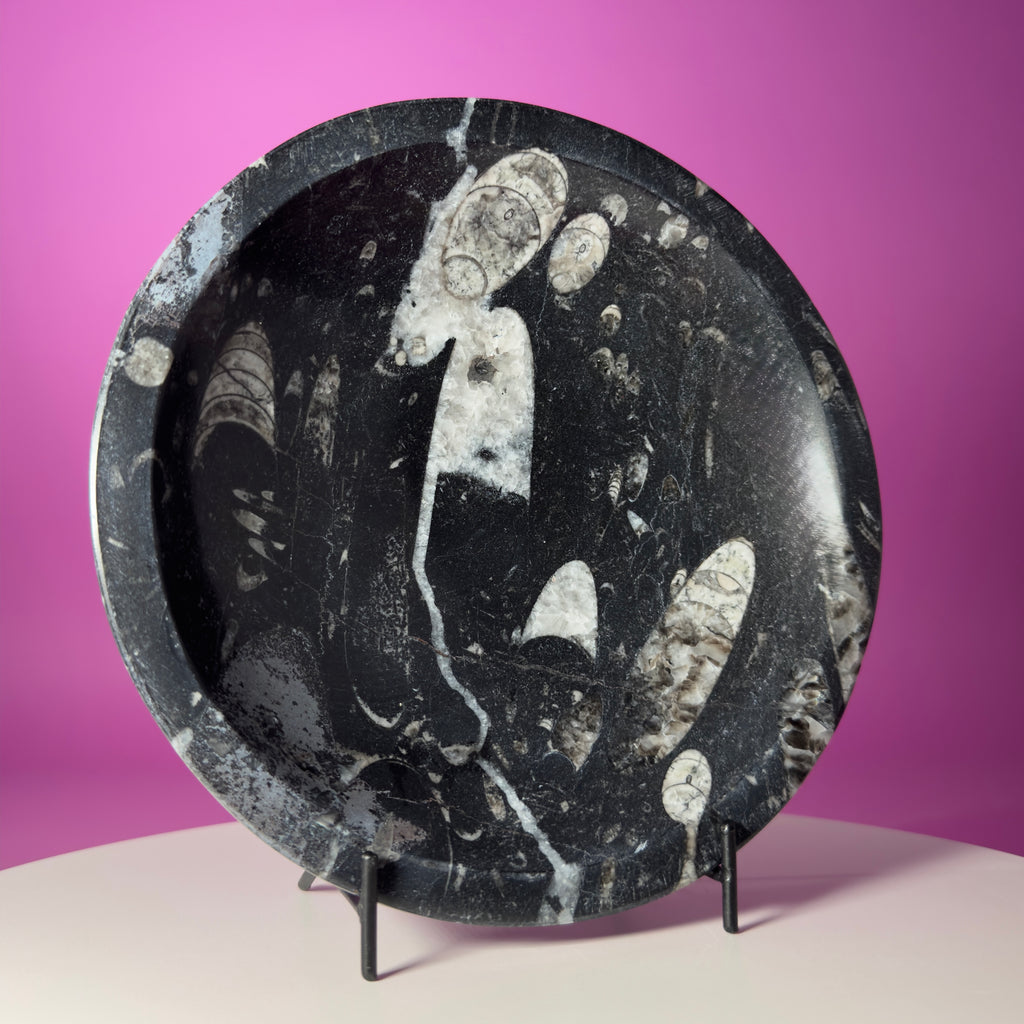 Orthoceras Fossil Bowl Black Limestone Decorative Dish with Stand 748g
