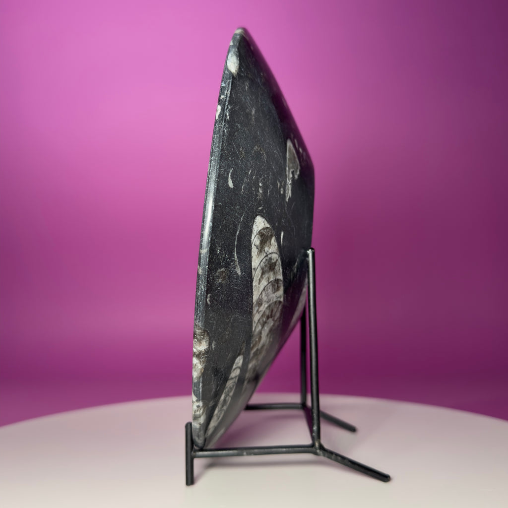 Orthoceras Fossil Bowl Black Limestone Decorative Dish with Stand 748g