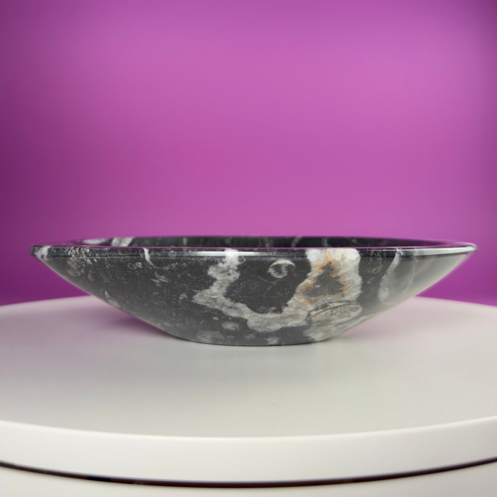 Orthoceras Fossil Bowl | Ancient Marine Fossil Stone Display Dish