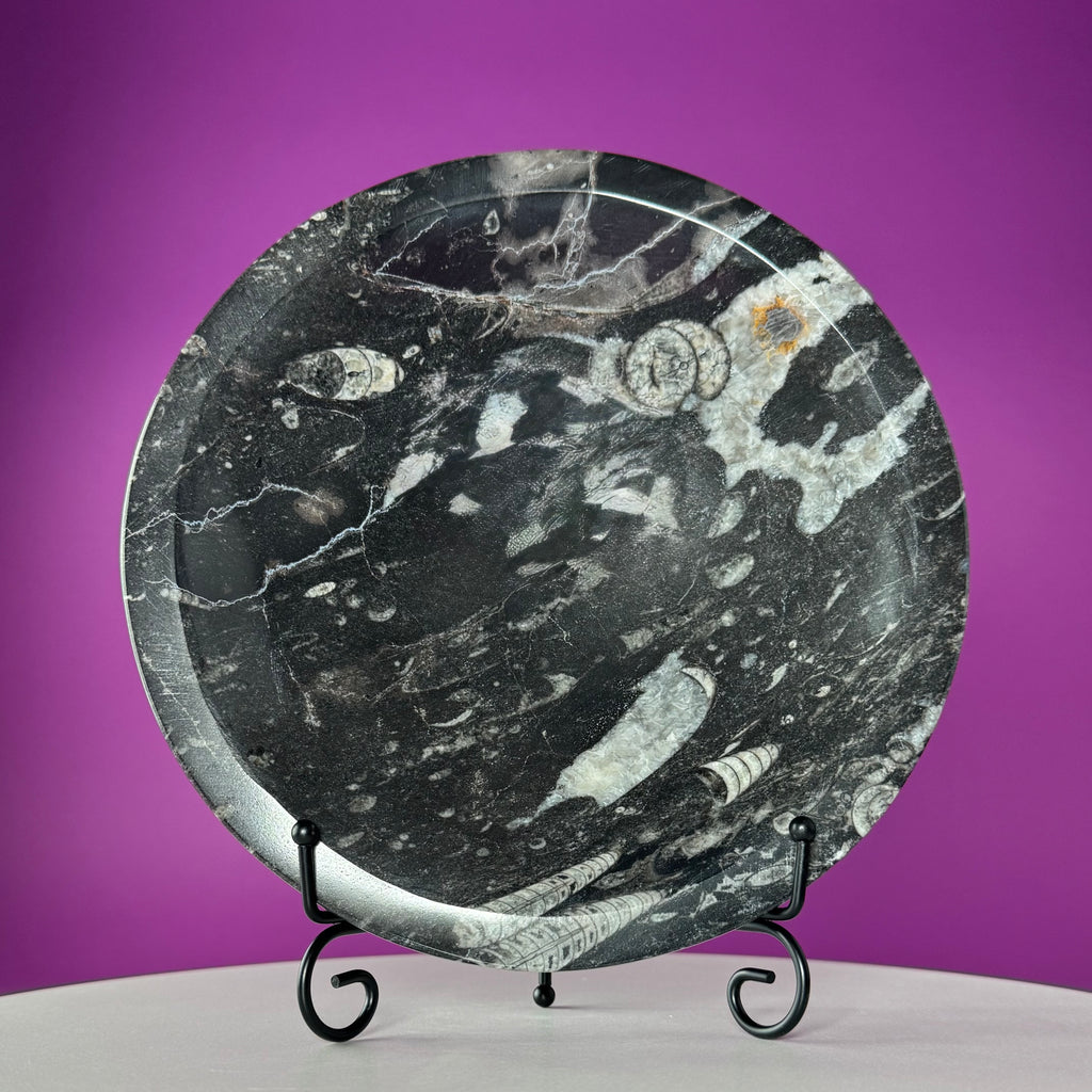 Orthoceras Fossil Bowl | Ancient Marine Fossil Stone Display Dish