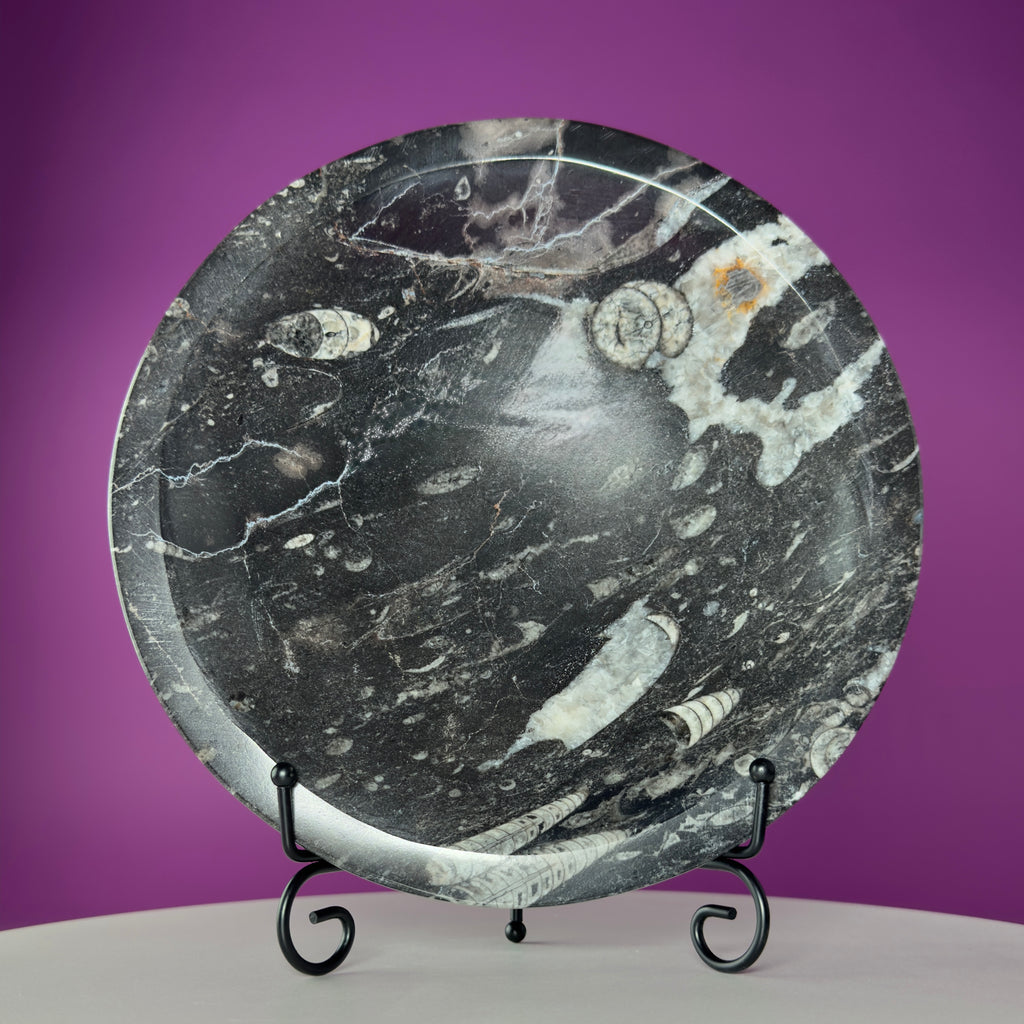 Orthoceras Fossil Bowl | Ancient Marine Fossil Stone Display Dish