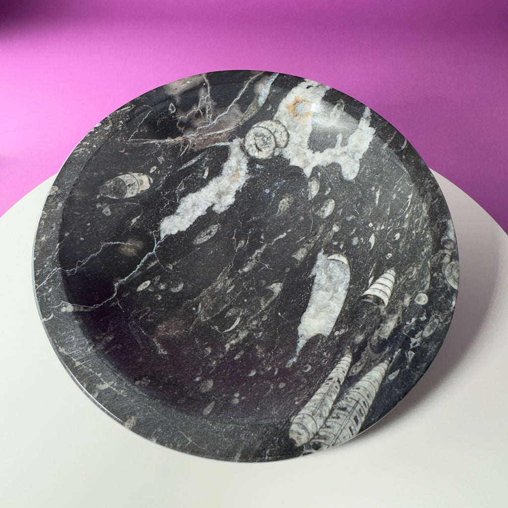 Orthoceras Fossil Bowl | Ancient Marine Fossil Stone Display Dish