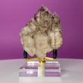 Smoky Quartz Elestial Crystal Cluster (Includes Gold Metal/Acrylic Stand)