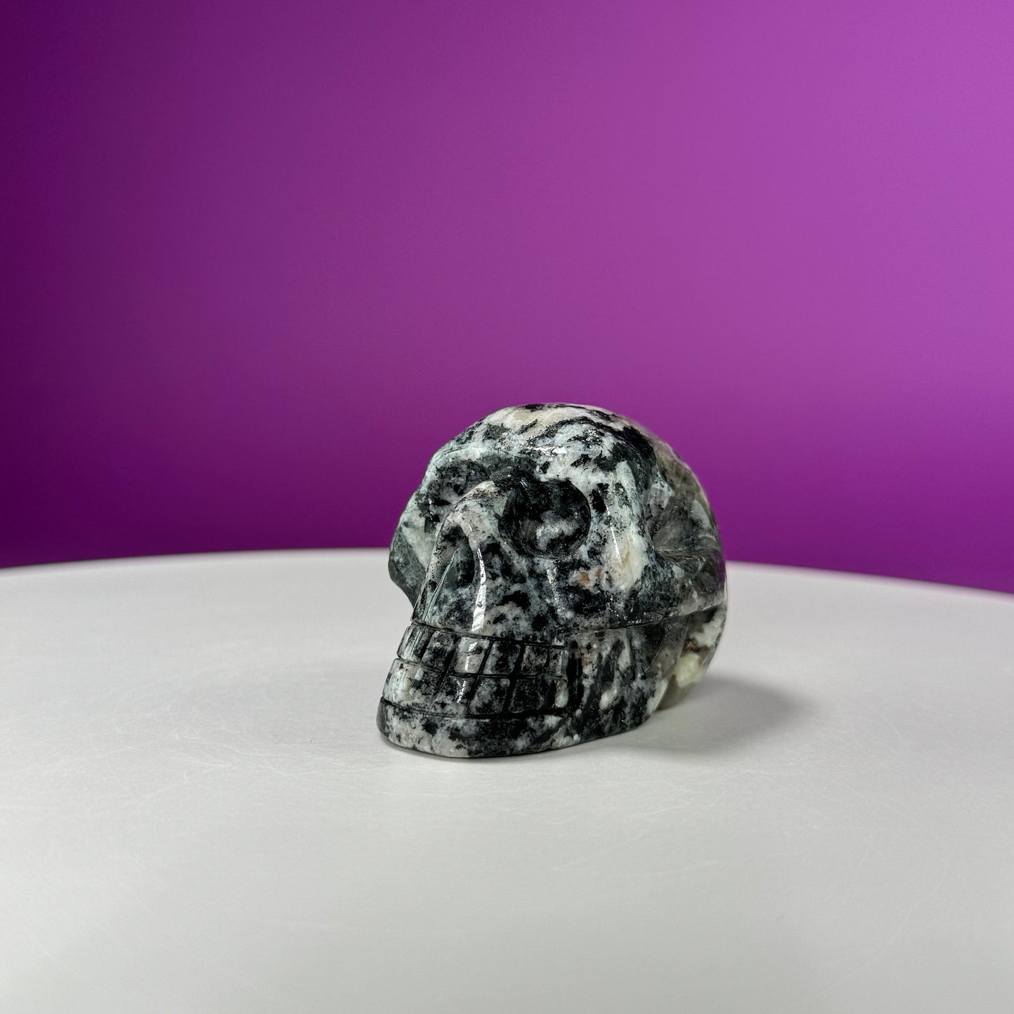 Orbiculite Skull (Australia)