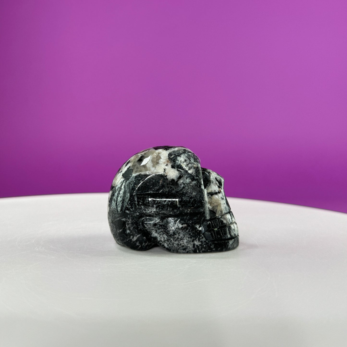 Orbiculite Skull (Australia)