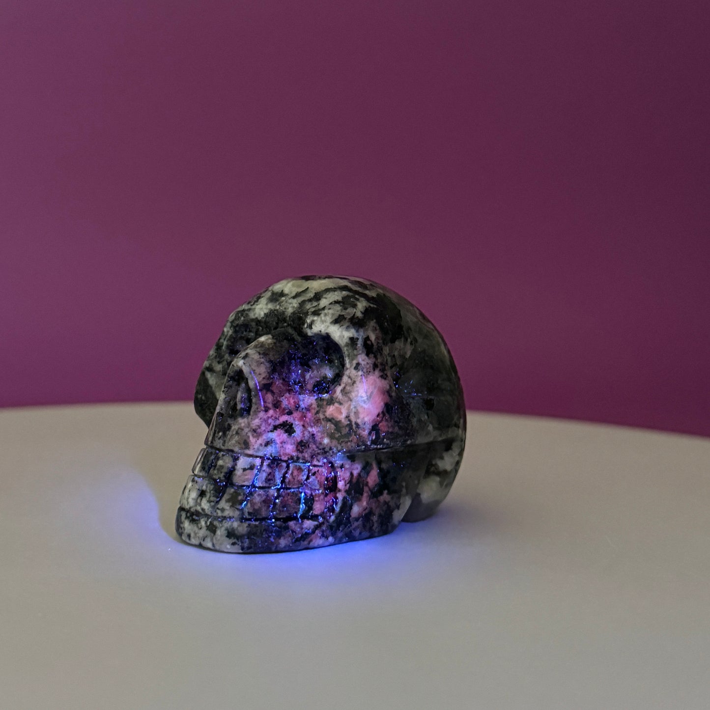 Orbiculite Skull (Australia)