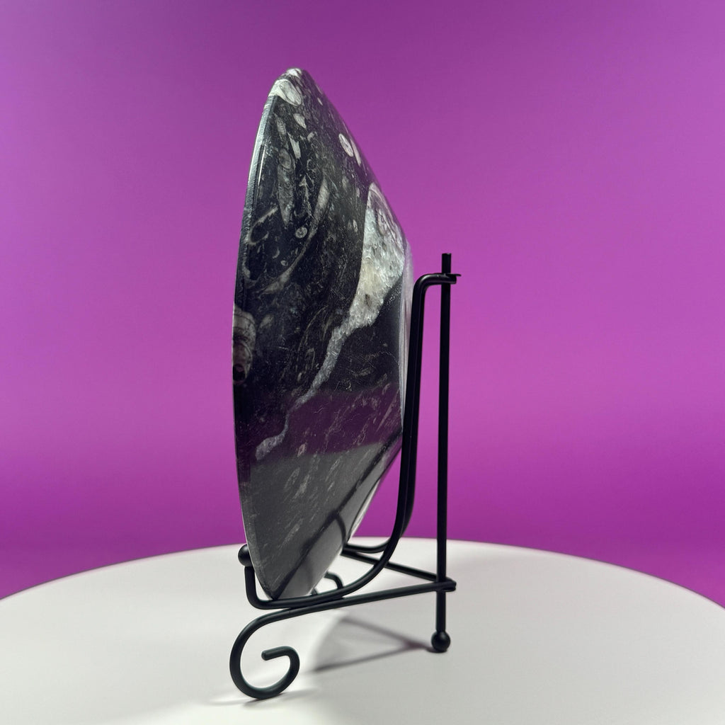 Orthoceras Fossil Bowl | Ancient Marine Fossil Stone Display Dish