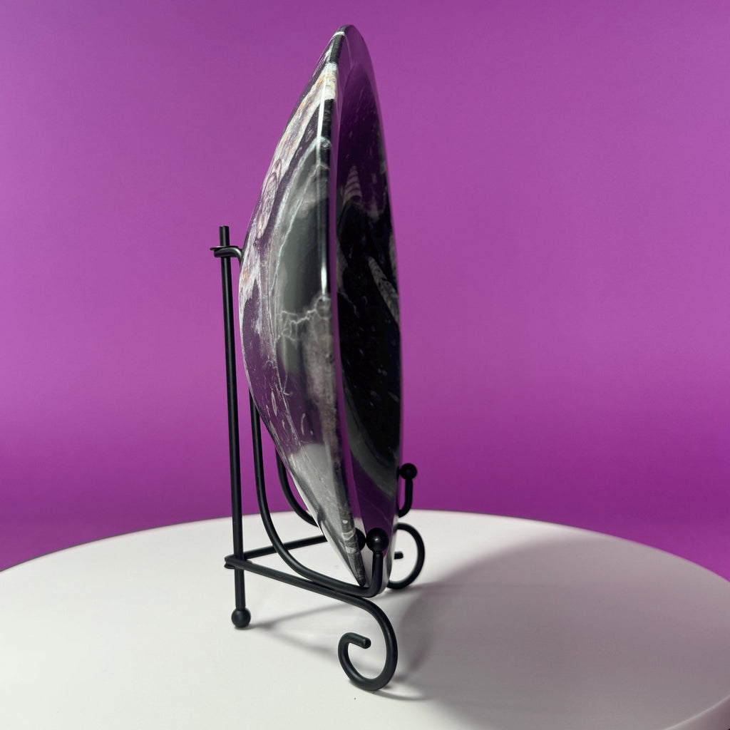 Orthoceras Fossil Bowl | Ancient Marine Fossil Stone Display Dish
