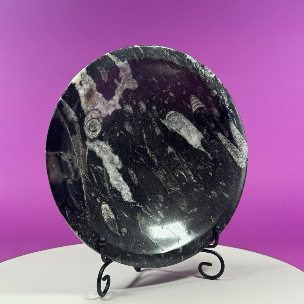 Orthoceras Fossil Bowl | Ancient Marine Fossil Stone Display Dish