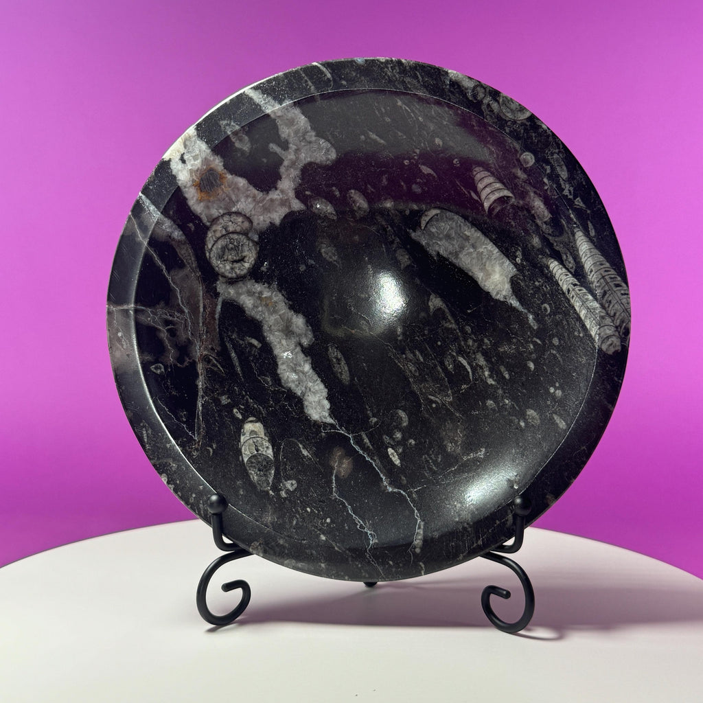 Orthoceras Fossil Bowl | Ancient Marine Fossil Stone Display Dish