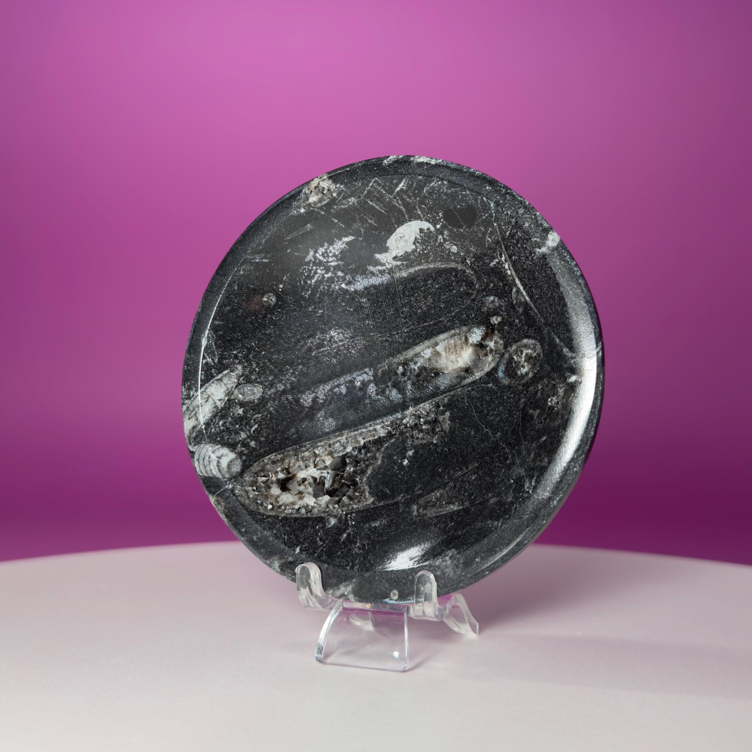 Mini Orthoceras Offering Bowl – 151g Fossil Crystal Dish for Altars & Ritual Work