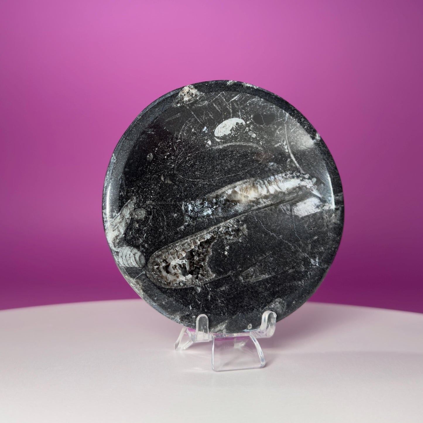 Mini Orthoceras Offering Bowl – 151g Fossil Crystal Dish for Altars & Ritual Work