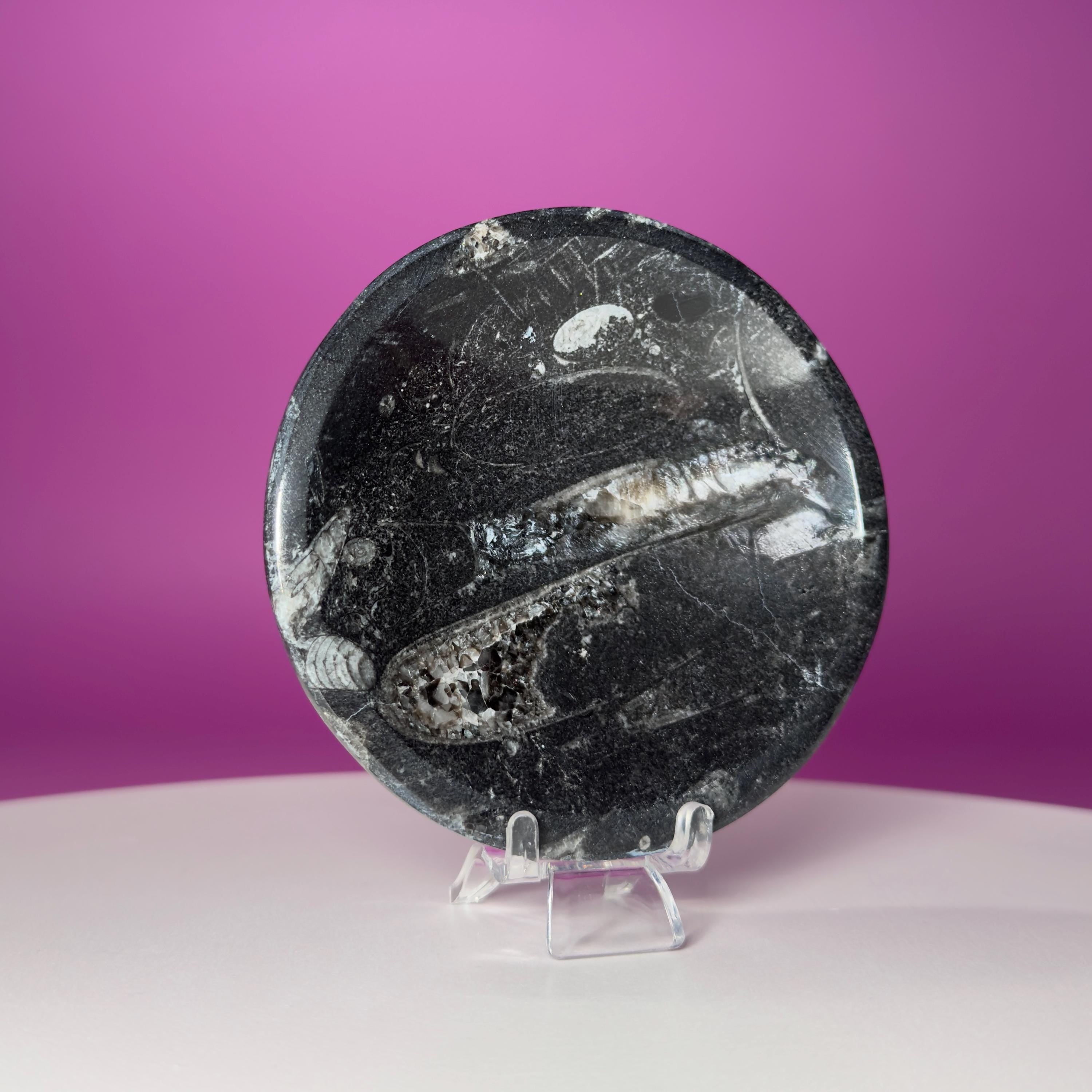 Mini Orthoceras Offering Bowl – 151g Fossil Crystal Dish for Altars & Ritual Work