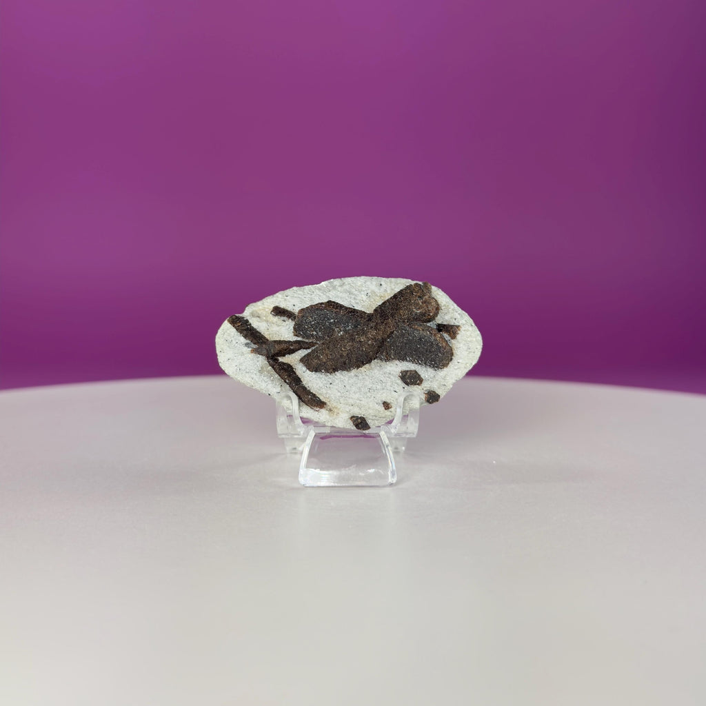 Staurolite Specimen from Russia | 38g Natural Cross Crystal with Stand