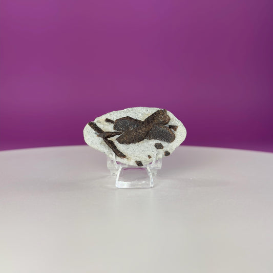 Staurolite Specimen from Russia | 38g Natural Cross Crystal with Stand