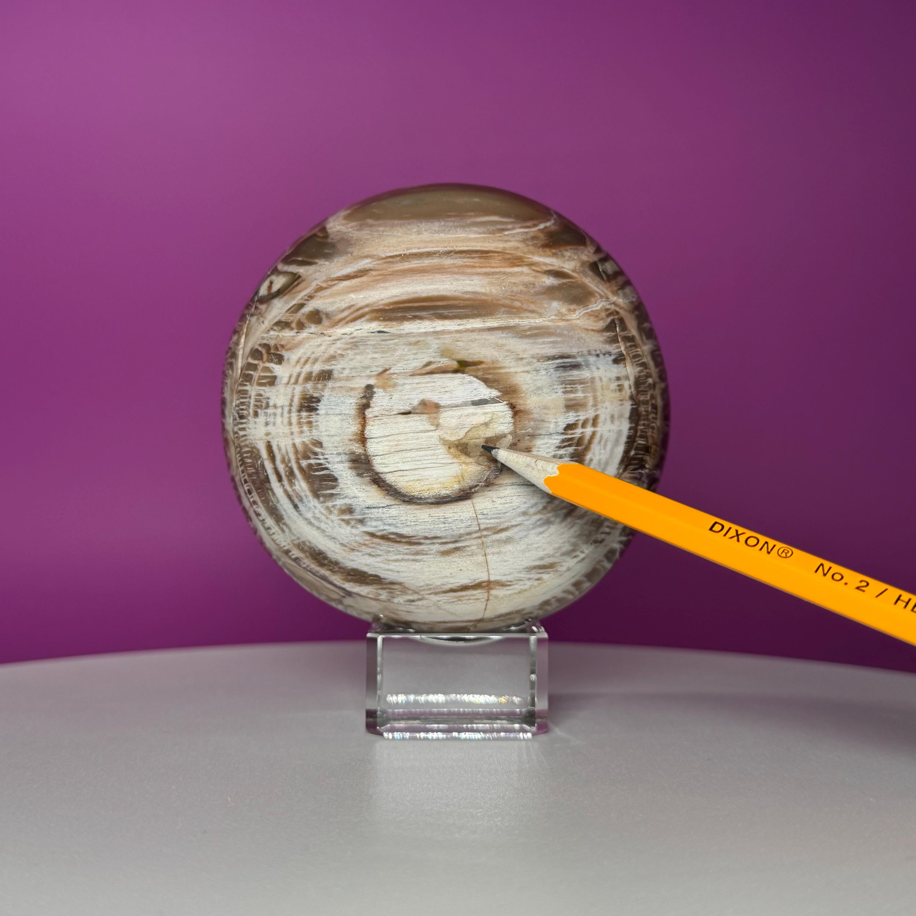 Petrified Wood Sphere with Stand | Natural Fossil Crystal Display (Imperfect / Repaired)
