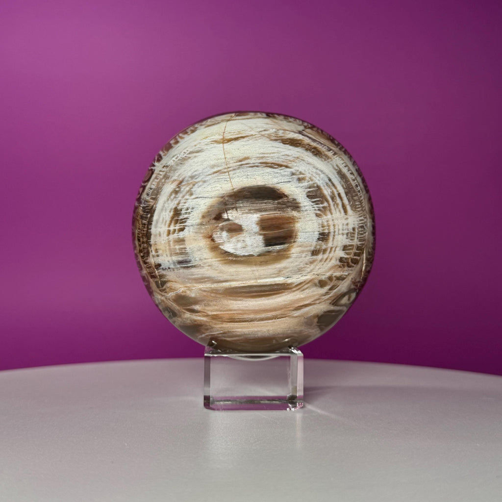 Petrified Wood Sphere with Stand | Natural Fossil Crystal Display (Imperfect / Repaired)