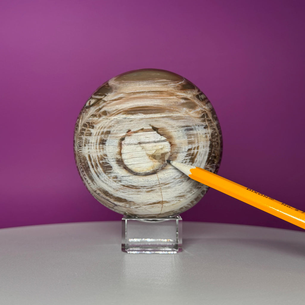 Petrified Wood Sphere with Stand | Natural Fossil Crystal Display (Imperfect / Repaired)