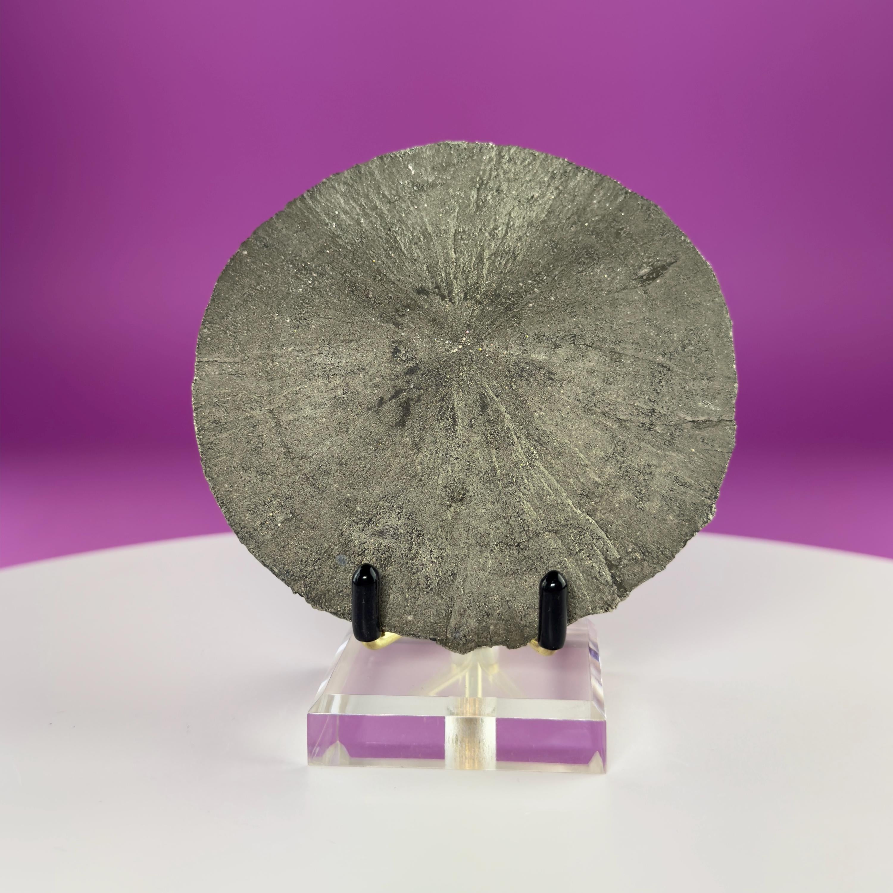 Pyrite Sun Specimen with Display Stand – Illinois Natural Pyrite Disc