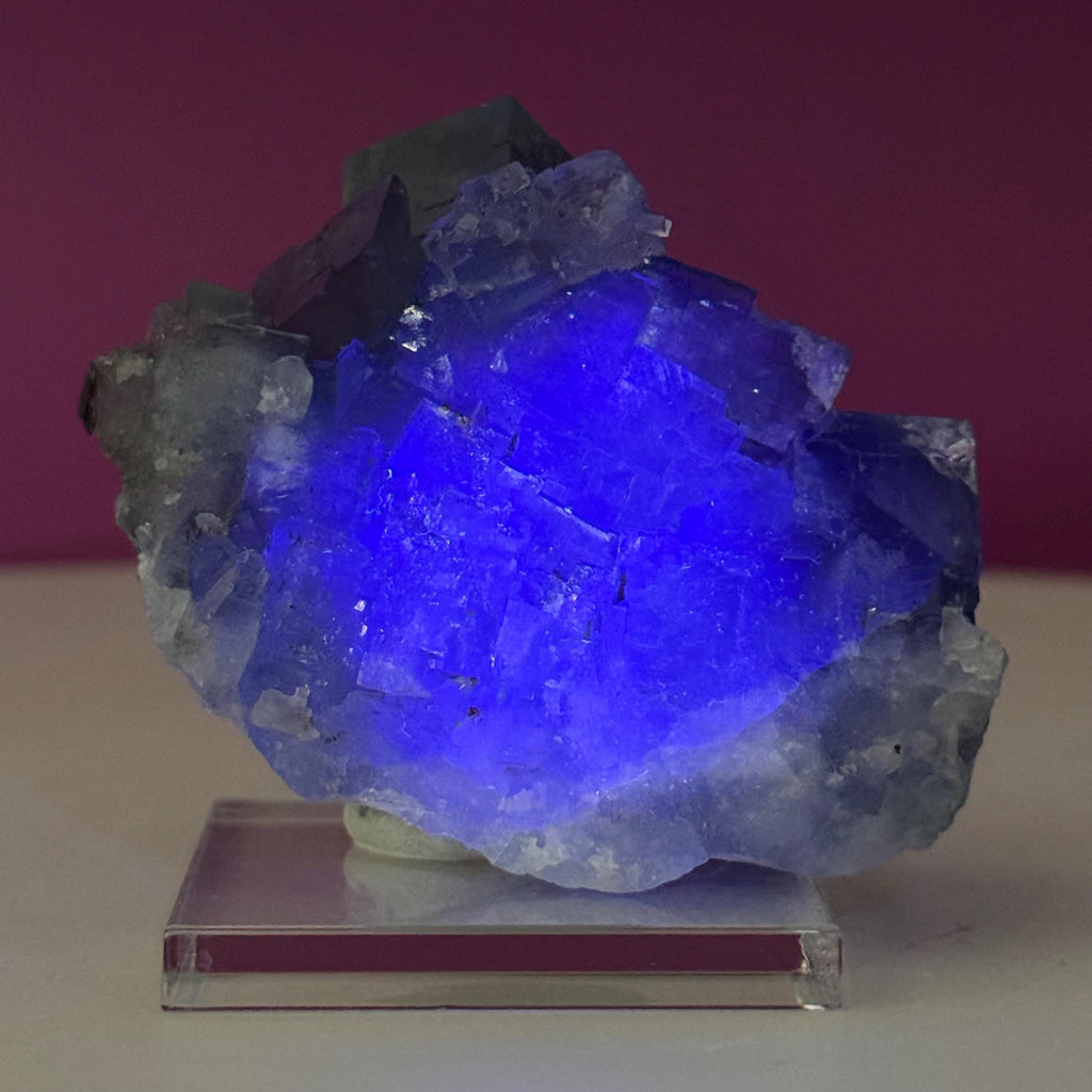 UV Reactive Beijing Fluorite Specimen with Display & Mineral Putty | Cubic Blue Green Crystal