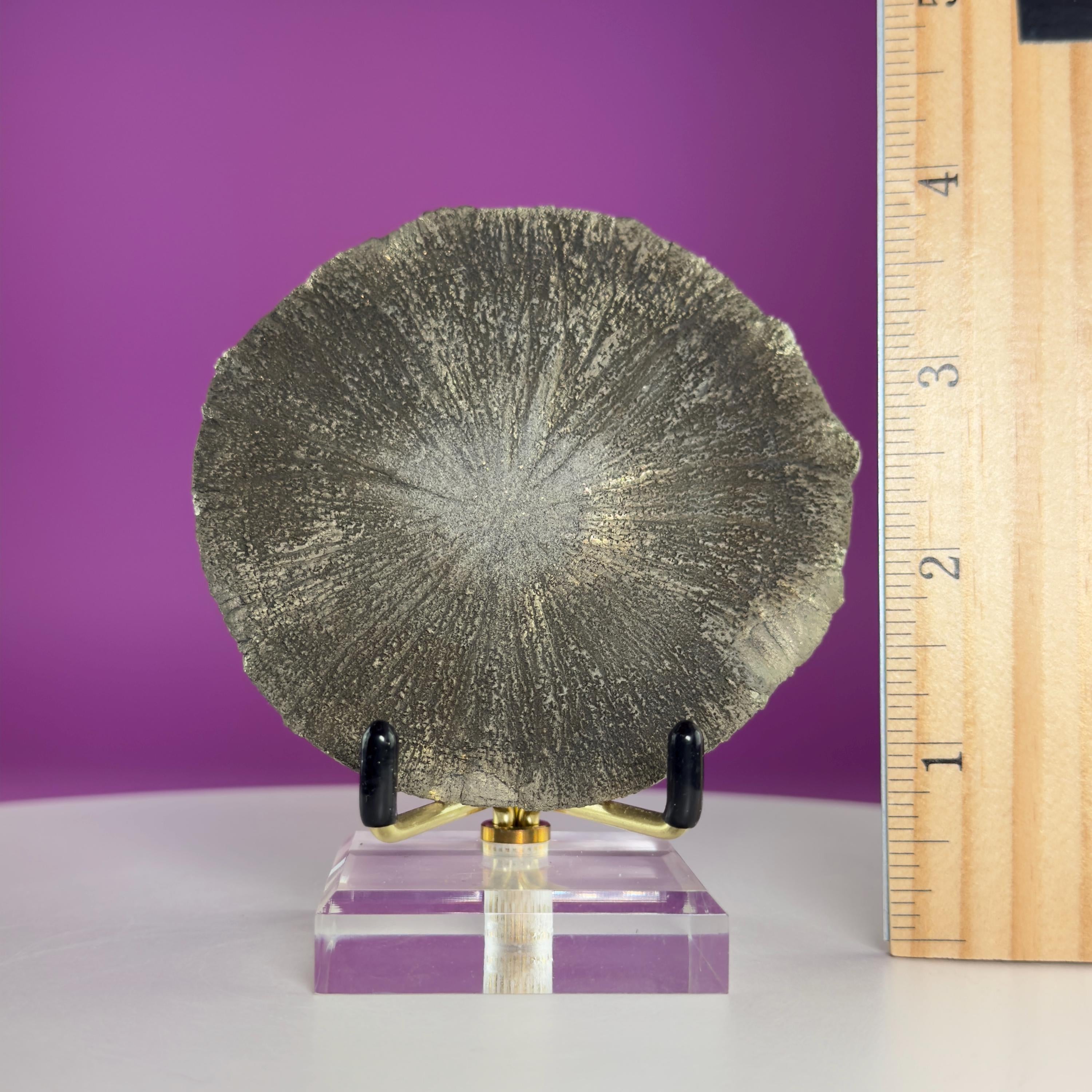 Pyrite Sun Crystal Specimen with Gold Metal Acrylic Display Stand