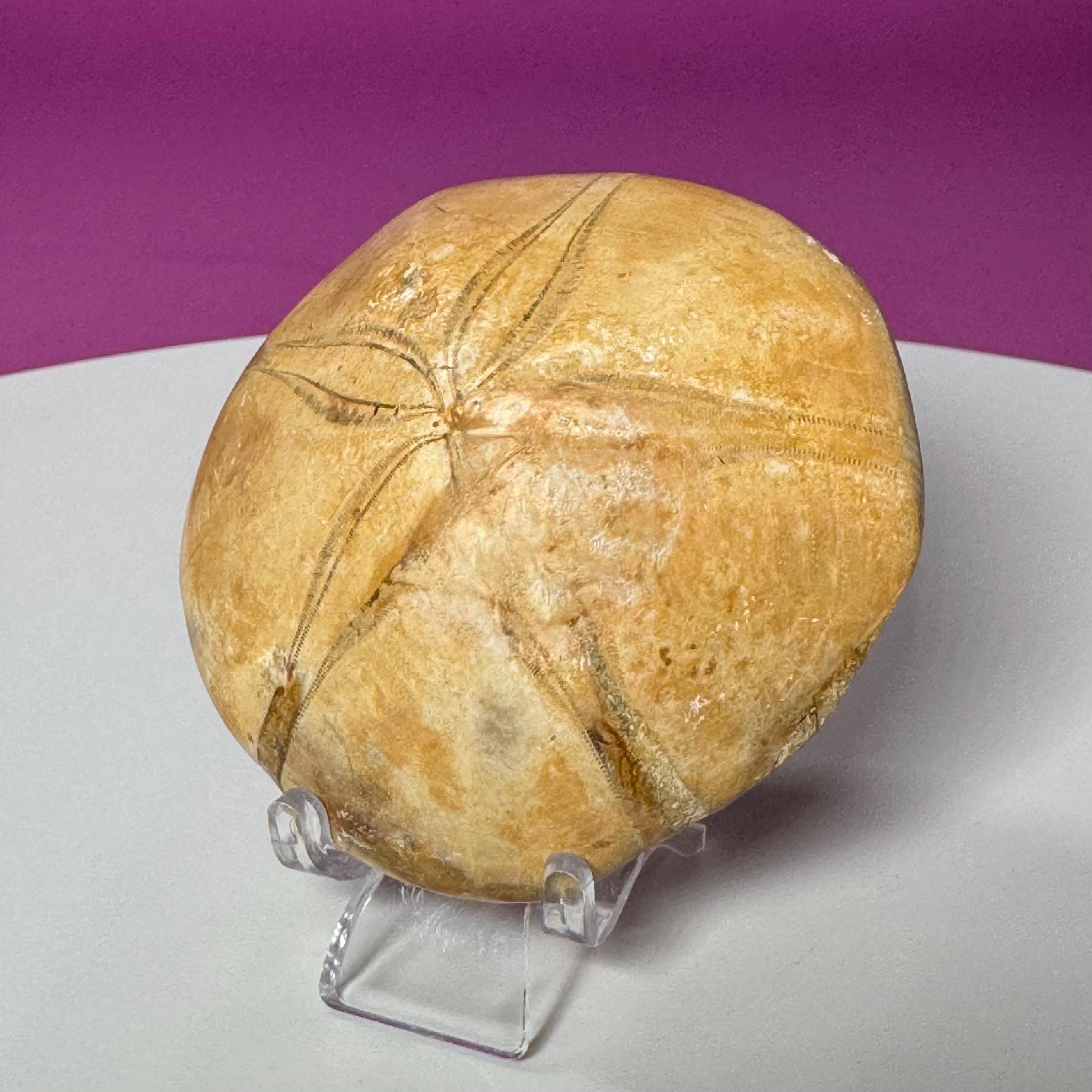 Natural Sand Dollar Fossil Specimen – Collector Display Fossil
