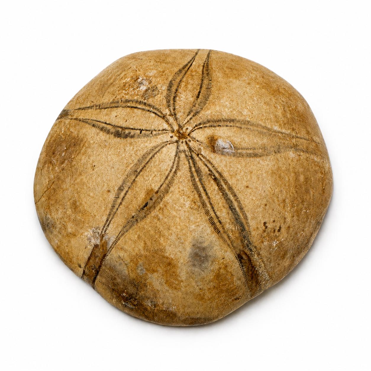 Natural Sand Dollar Fossil Specimen – Collector Display Fossil