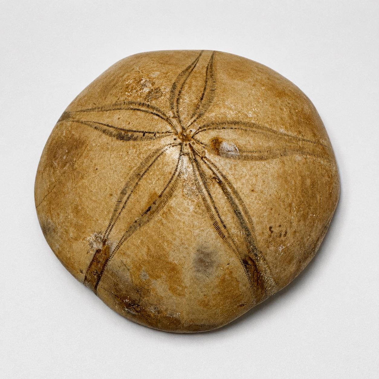 Natural Sand Dollar Fossil Specimen – Collector Display Fossil