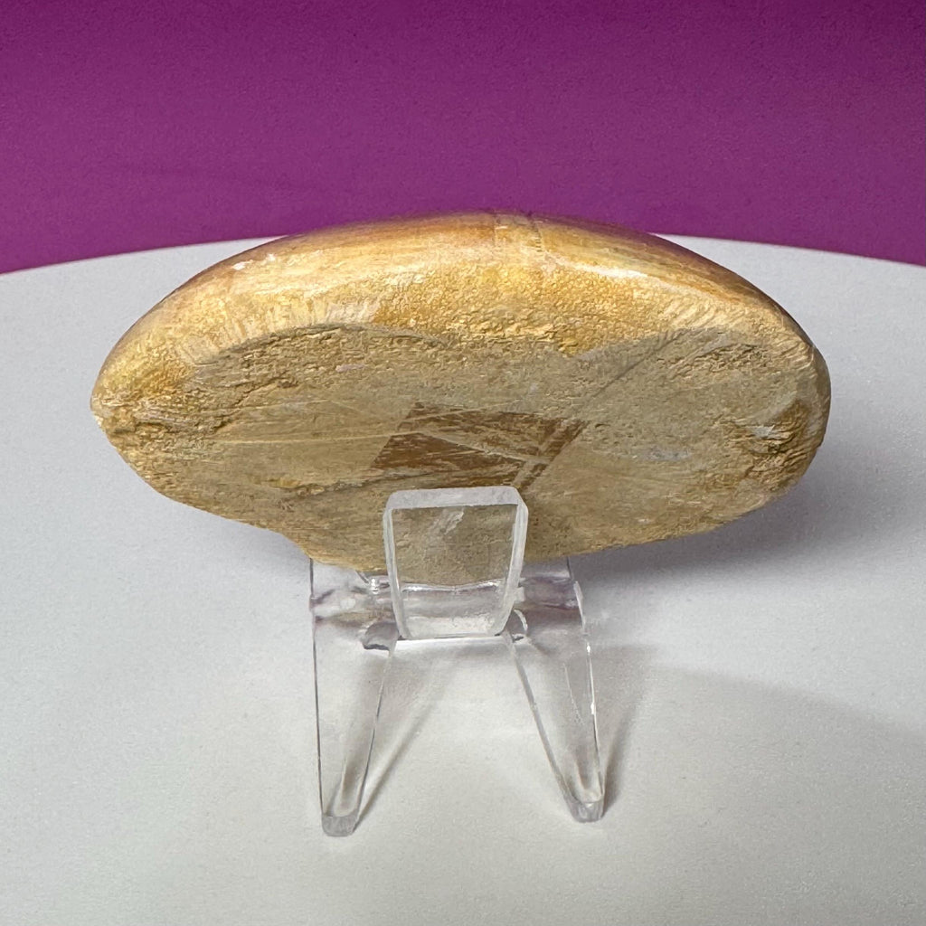 Natural Sand Dollar Fossil Specimen – Collector Display Fossil