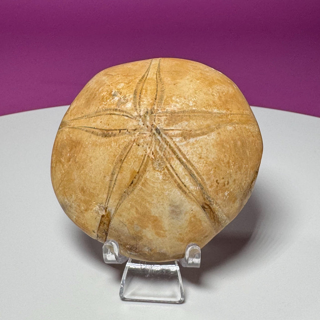 Natural Sand Dollar Fossil Specimen – Collector Display Fossil