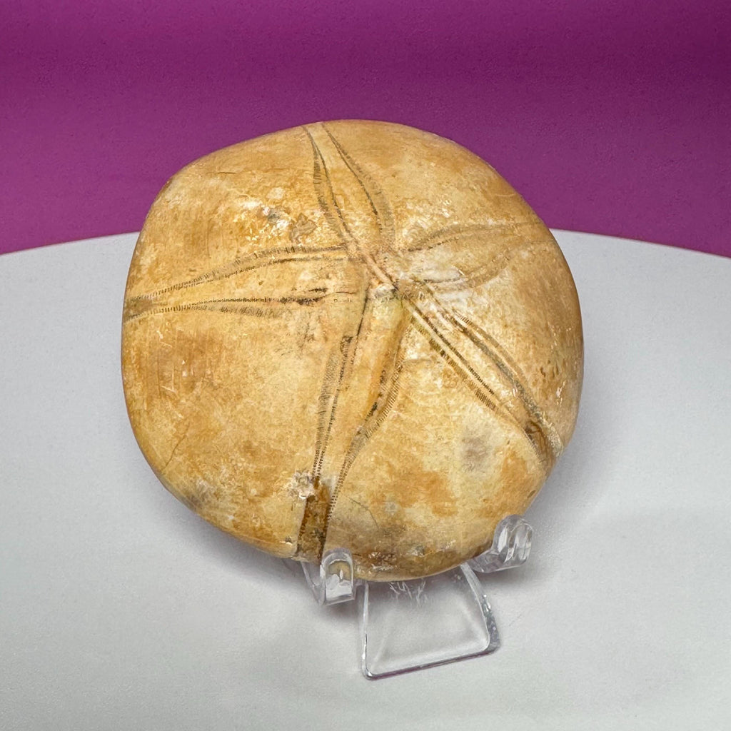 Natural Sand Dollar Fossil Specimen – Collector Display Fossil