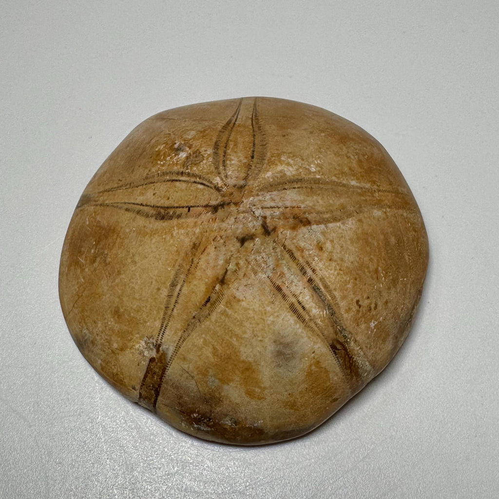 Natural Sand Dollar Fossil Specimen – Collector Display Fossil