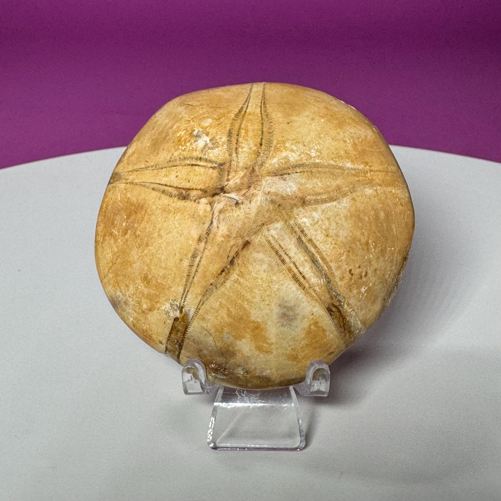 Natural Sand Dollar Fossil Specimen – Collector Display Fossil