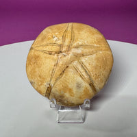 Natural Sand Dollar Fossil Specimen – Collector Display Fossil