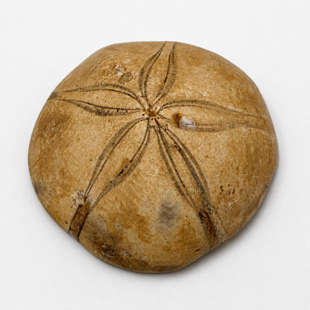 Natural Sand Dollar Fossil Specimen – Collector Display Fossil