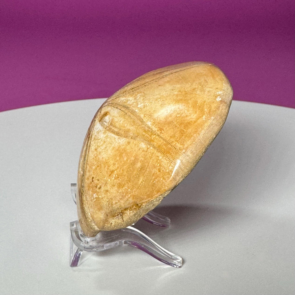Natural Sand Dollar Fossil Specimen – Collector Display Fossil