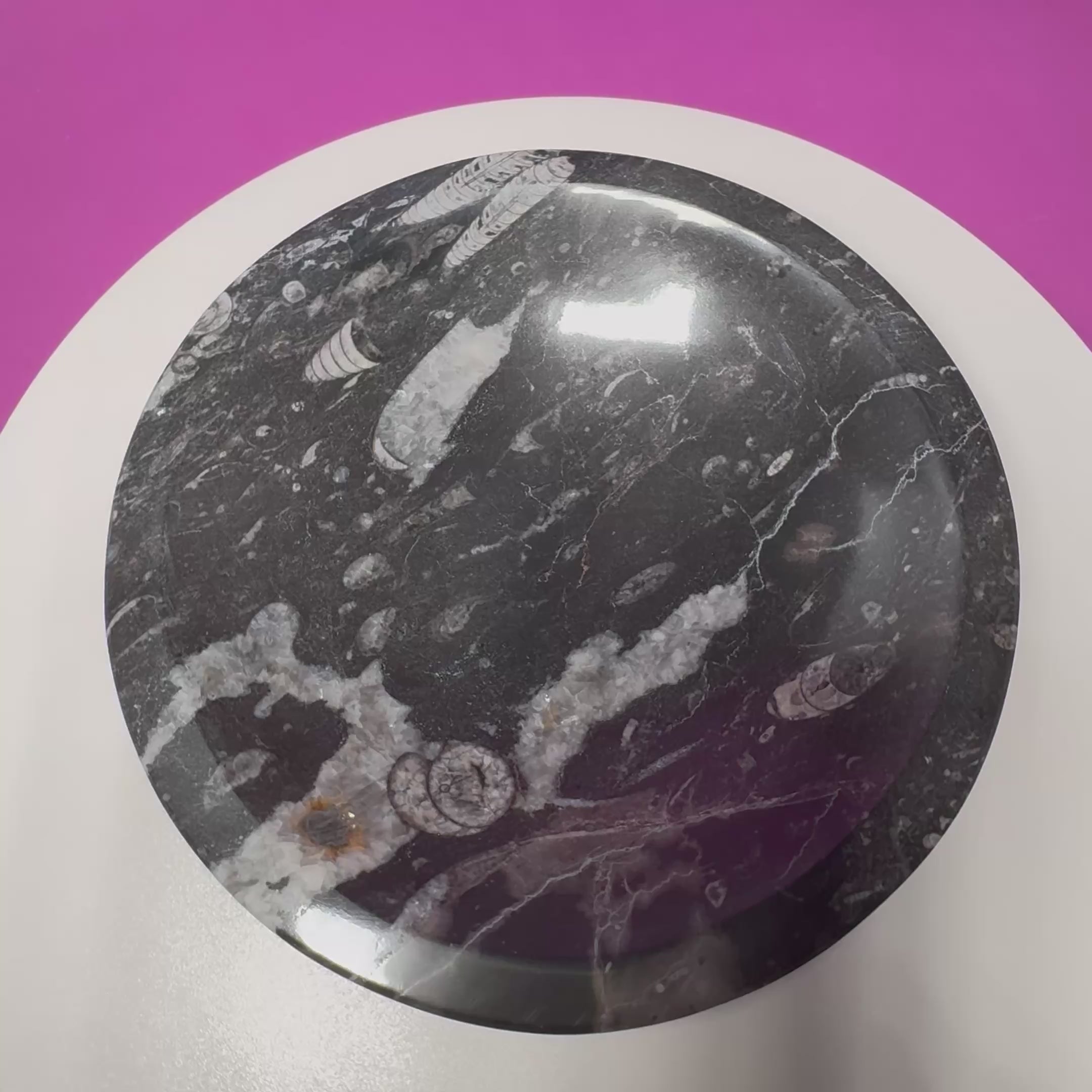 Orthoceras Fossil Bowl | Ancient Marine Fossil Stone Display Dish